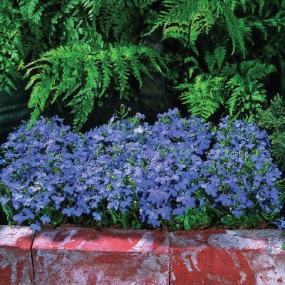 Lobelia in kleuren P 9 cm