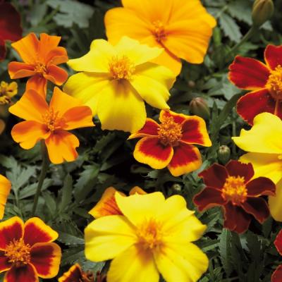 Tagetes patula in kleuren - Oeillets d'inde