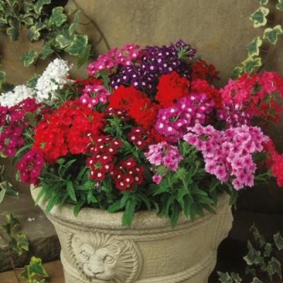 Verbena rechtstaand  in kleuren P 9 cm