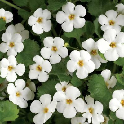 Bacopa / Sutera   wit / blanc