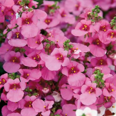 Diascia in kleuren