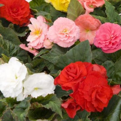 Knolbegonia in kleuren P 10.5 cm