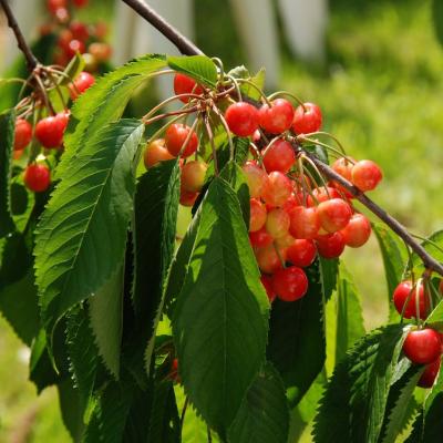 Prunus avium 'Big. Napoleon'  struik