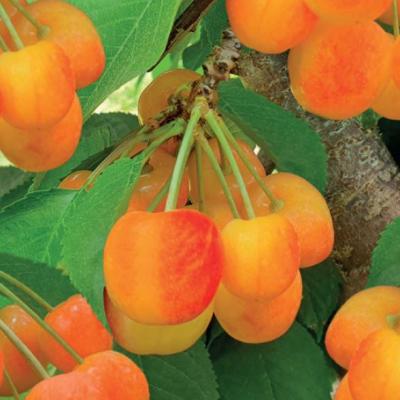 Prunus avium 'Big. Napoleon'  struik