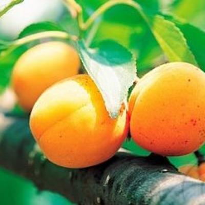 Prunus armeniaca Tros Oranje laag