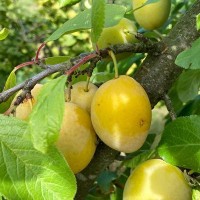 Prunus domestica 'Belle de Thuin'  ®   RGF
