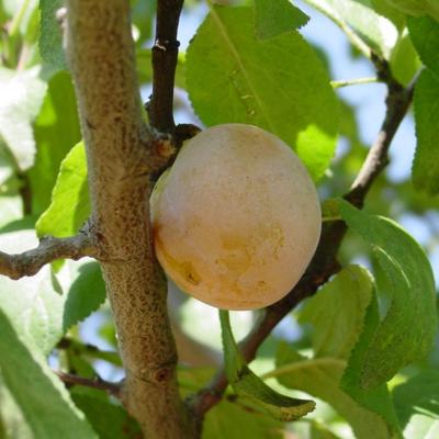 Prunus dom. 'Jefferson'  