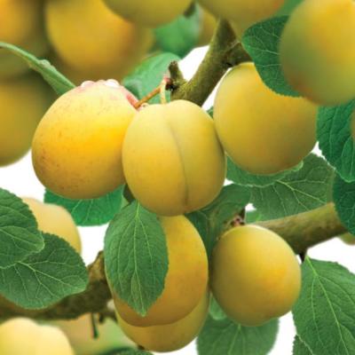 Prunus d. 'Mirabelle de Nancy'