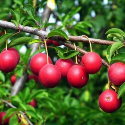 Prunus dom. 'Mirabelle Ruby'