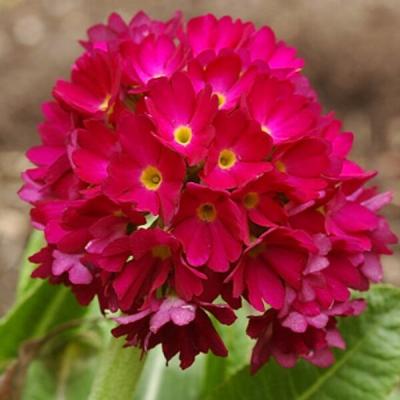 Primula denticulata Rubin