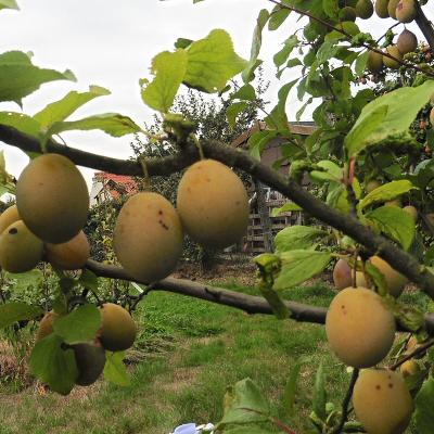 Prunus dom. 'Sainte Cathérine'