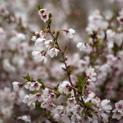 Prunus incisa 'Kojou-no-mai'