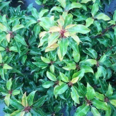 Prunus l. x 'Brenelia'PBR