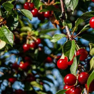 Prunus avium 'Morel'