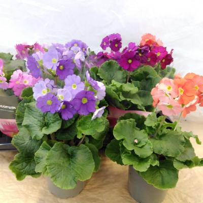 Primula 'Touch Me' Mix