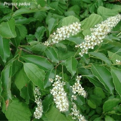 Prunus padus