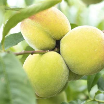 Dwerg Perzik 'Ice Peach'