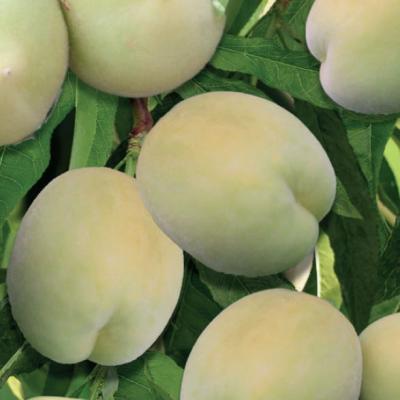 Dwerg Perzik 'Ice Peach'