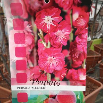 Prunus per. 'Melred'
