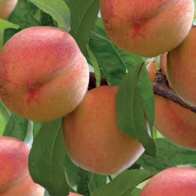 Prunus persica 'Red Peachy'