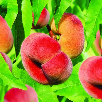 Prunus persica Saturn laagstam