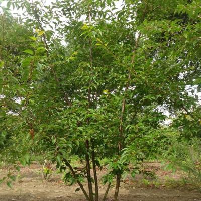 Prunus sub. 'Autumnalis Rosea'  ST 120 cm