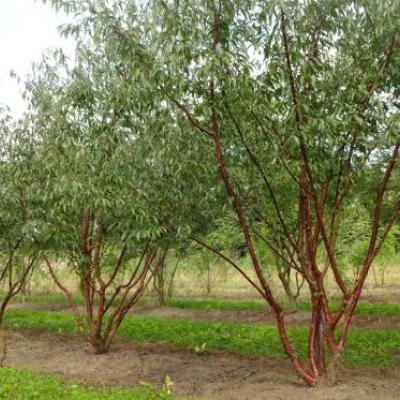 Prunus serrula