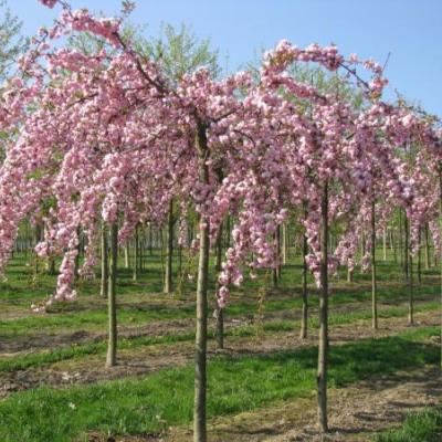 Prunus serrulata 'Kiku-shidare' F