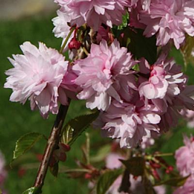 Prunus serr. 'Kiku-shidare-zakura'  HO 8/10