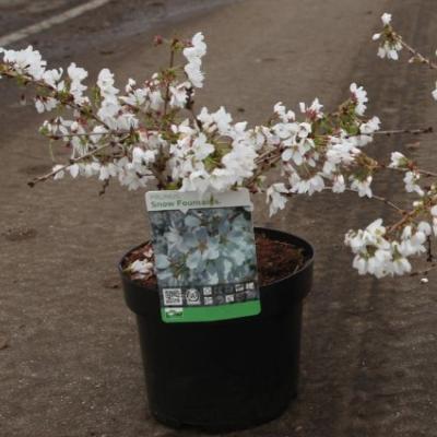 Prunus 'Snow Fountains'