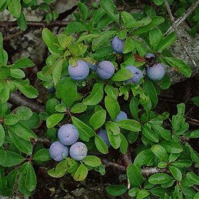 Prunus spinosa   