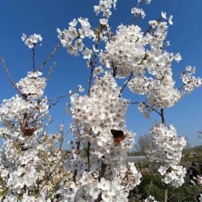 Prunus yedoensis