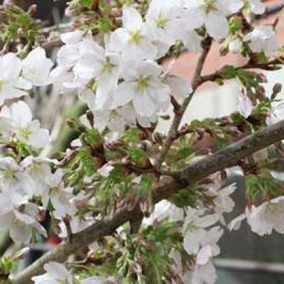 Prunus yedoensis 'Ivensii'