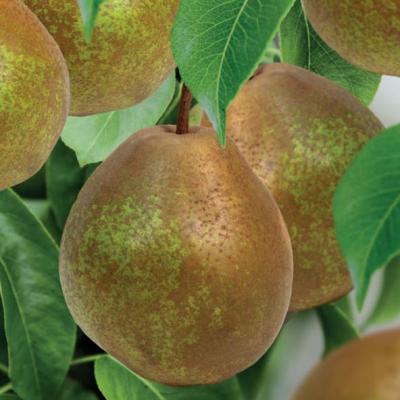 Pyrus comm. 'Beurré Hardy'