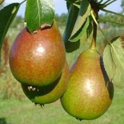 Pyrus comm. 'Bonne L. d'Avranches'