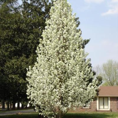 Pyrus calleryana 'Chanticleer'