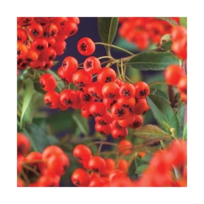 Pyracantha cocc. 'Red Column'