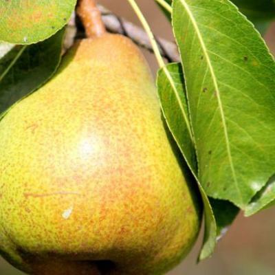 Pyrus c. 'Triomphe de Vienne'