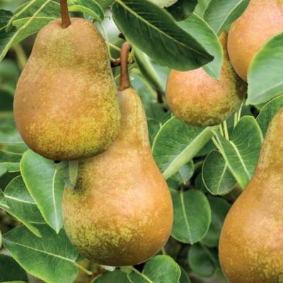 Pyrus c. 'Triomphe de Vienne'