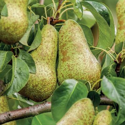 Pyrus comm. 'Decora'  zuilpeer