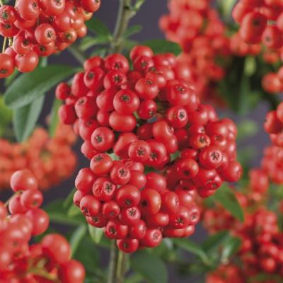 Pyracantha 'Mohave'