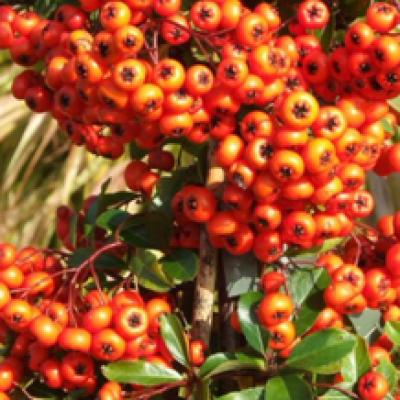 Pyracantha 'Orange Glow'