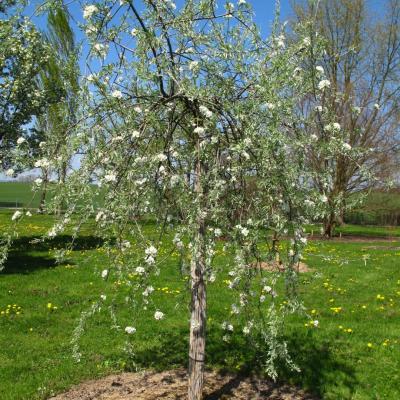 Pyrus salicifolia 'Pendula'