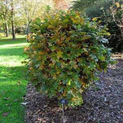 Quercus pallustris 'Green Dwarf'  ST150