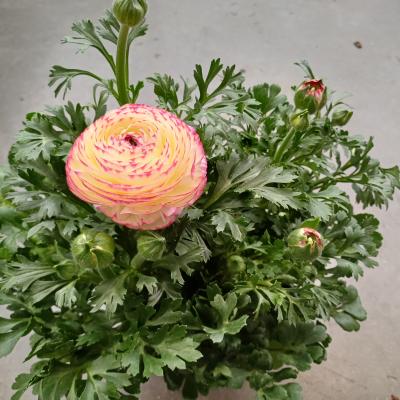 Ranunculus asi. 'Luxury Garden' Mix