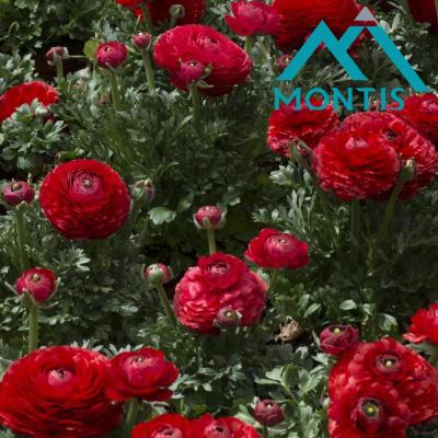Ranunculus 'Sprinkles Red'