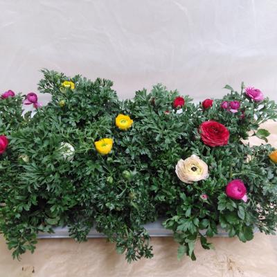 Ranunculus 'Sprinkles Dwarf' .mix