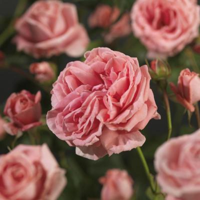 Rosa 'Coral Dawn'®