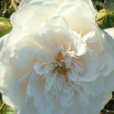 Rosa 'Colonial White' ®