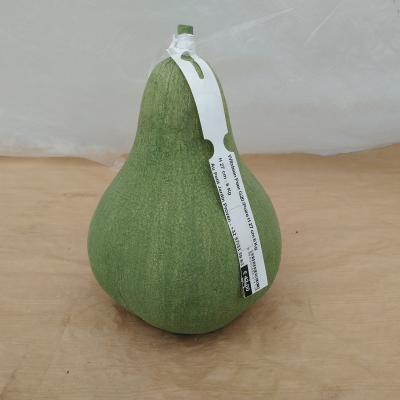 Witsteen Peer G20 /Poire   H 27 cm  6 Kg